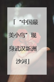 “中国最美小鸟”现身武汉新洲沙河