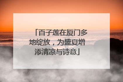 百子莲在厦门多地绽放，为盛夏增添清凉与诗意