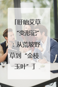 盱眙艾草“变形记”：从荒坡野草到“金枝玉叶”