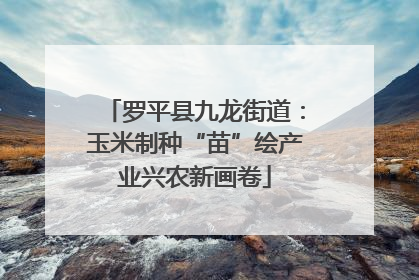 罗平县九龙街道：玉米制种“苗”绘产业兴农新画卷