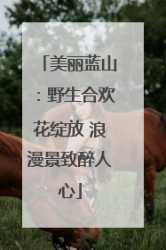 美丽蓝山：野生合欢花绽放 浪漫景致醉人心