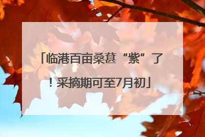 临港百亩桑葚“紫”了！采摘期可至7月初
