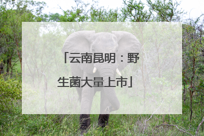 云南昆明：野生菌大量上市