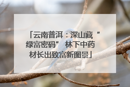 云南普洱：深山藏“绿富密码” 林下中药材长出致富新图景