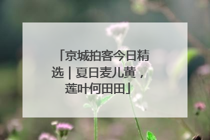 京城拍客今日精选｜夏日麦儿黄，莲叶何田田