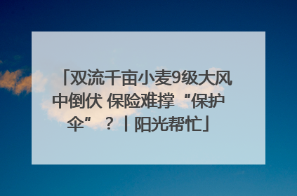 双流千亩小麦9级大风中倒伏 保险难撑“保护伞”？丨阳光帮忙