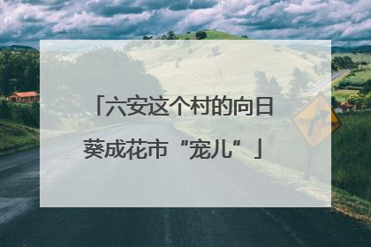 六安这个村的向日葵成花市“宠儿”