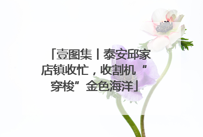 壹图集丨泰安邱家店镇收忙，收割机“穿梭”金色海洋