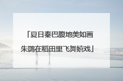 夏日秦巴腹地美如画 朱鹮在稻田里飞舞嬉戏