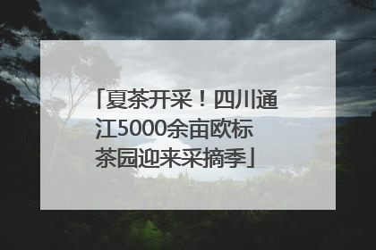 夏茶开采！四川通江5000余亩欧标茶园迎来采摘季
