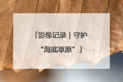 影像记录｜守护“海底草原”