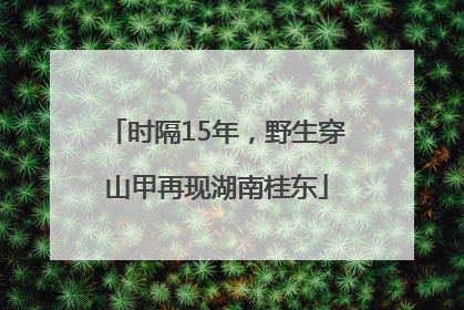 时隔15年，野生穿山甲再现湖南桂东
