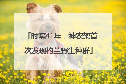 时隔41年，神农架首次发现杓兰野生种群