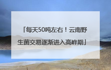 每天50吨左右！云南野生菌交易逐渐进入高峰期