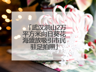 武汉洪山2万平方米向日葵花海盛放吸引市民驻足拍照