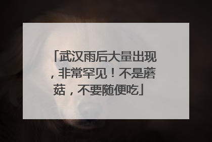 武汉雨后大量出现，非常罕见！不是蘑菇，不要随便吃