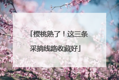 樱桃熟了！这三条采摘线路收藏好