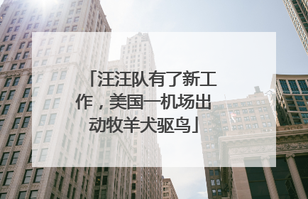 汪汪队有了新工作，美国一机场出动牧羊犬驱鸟