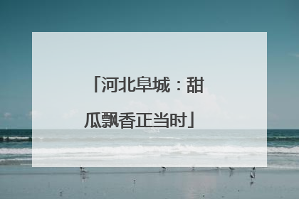 河北阜城：甜瓜飘香正当时
