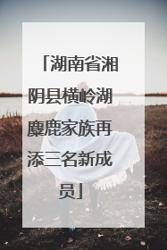 湖南省湘阴县横岭湖麋鹿家族再添三名新成员