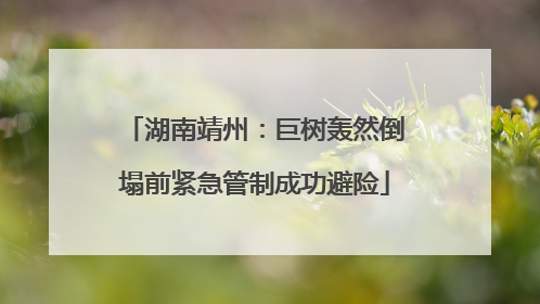 湖南靖州：巨树轰然倒塌前紧急管制成功避险