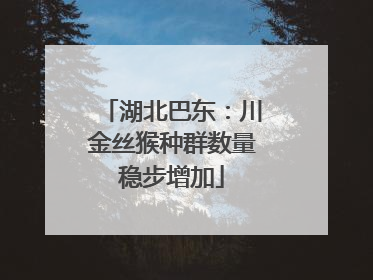 湖北巴东：川金丝猴种群数量稳步增加