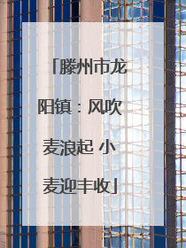 滕州市龙阳镇：风吹麦浪起 小麦迎丰收
