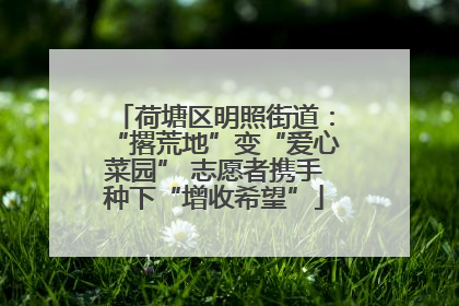 荷塘区明照街道：“撂荒地”变“爱心菜园” 志愿者携手种下“增收希望”
