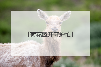 荷花盛开守护忙