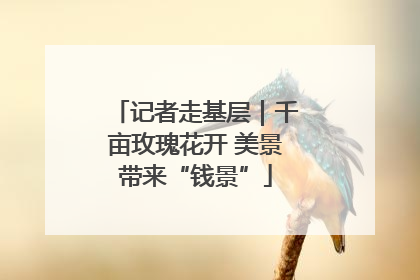 记者走基层｜千亩玫瑰花开 美景带来“钱景”