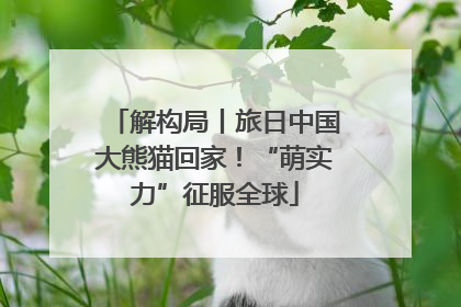 解构局丨旅日中国大熊猫回家！“萌实力”征服全球