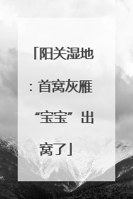 阳关湿地：首窝灰雁“宝宝”出窝了
