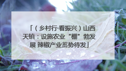 （乡村行·看振兴）山西天镇：设施农业“棚”勃发展 辣椒产业蓄势待发