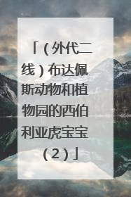 （外代二线）布达佩斯动物和植物园的西伯利亚虎宝宝（2）
